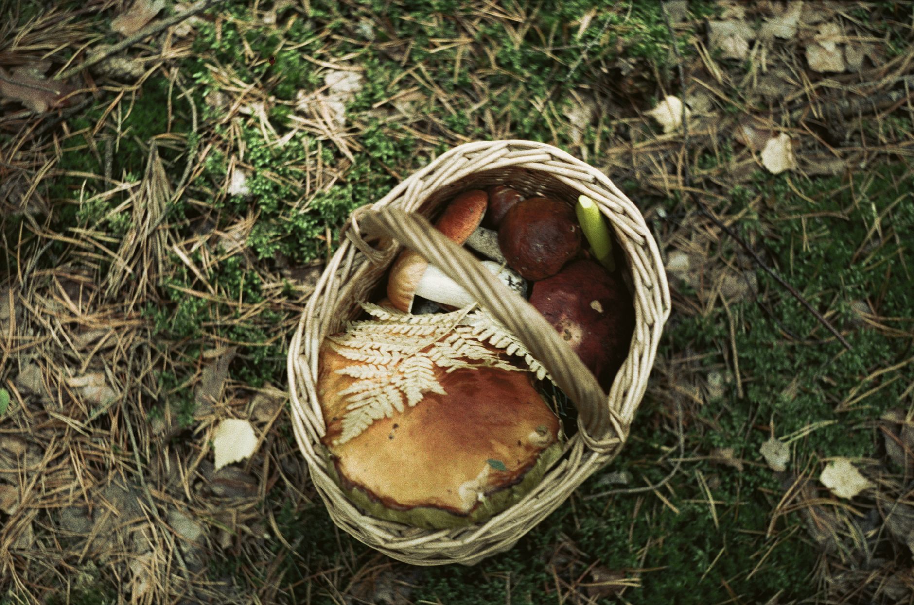 Close-up of freshly gathered wild herbs and mushrooms in Swedish woodland